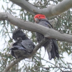 Callocephalon fimbriatum (Gang-gang Cockatoo) at GG38 - 30 Sep 2020 by JackyF