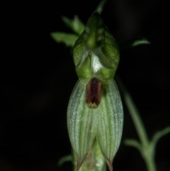 Bunochilus sp. (Leafy Greenhood) at Tralee, NSW - 29 Sep 2020 by dan.clark