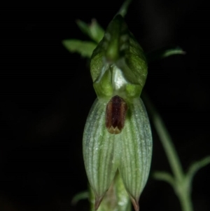 Bunochilus sp. at suppressed - 29 Sep 2020