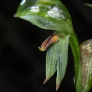 Bunochilus sp. at suppressed - 29 Sep 2020