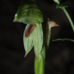 Bunochilus sp. at suppressed - 29 Sep 2020