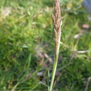 Holcus lanatus at Deakin, ACT - 29 Sep 2020