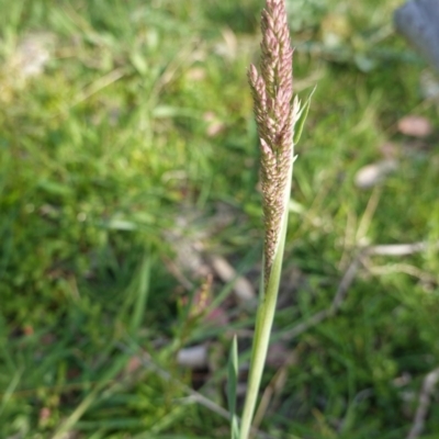 Holcus lanatus (Yorkshire Fog) at Deakin, ACT - 29 Sep 2020 by JackyF