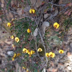 Bossiaea buxifolia at Hughes, ACT - 29 Sep 2020 03:37 PM