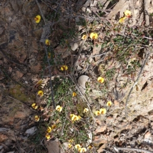 Bossiaea buxifolia at Hughes, ACT - 29 Sep 2020 03:37 PM