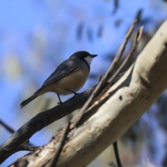 Pachycephala rufiventris at Holt, ACT - 29 Sep 2020