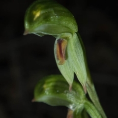 Bunochilus umbrinus (ACT) = Pterostylis umbrina (NSW) (Broad-sepaled Leafy Greenhood) at Tralee, NSW by dan.clark