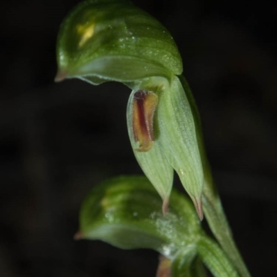 Bunochilus umbrinus (ACT) = Pterostylis umbrina (NSW) (Broad-sepaled Leafy Greenhood) at Tralee, NSW by dan.clark