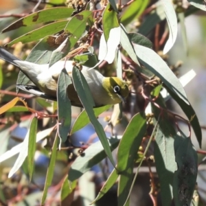 Zosterops lateralis at Holt, ACT - 29 Sep 2020