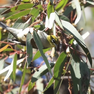 Zosterops lateralis (Silvereye) at The Pinnacle - 29 Sep 2020 by AlisonMilton