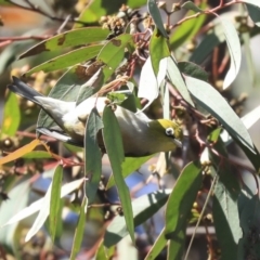 Zosterops lateralis at Holt, ACT - 29 Sep 2020