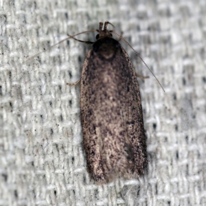 Oecophoridae provisional species 1 at O'Connor, ACT - 29 Sep 2020 07:25 PM