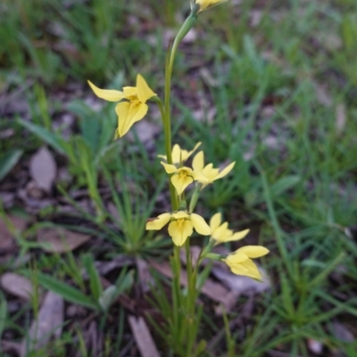 Diuris chryseopsis (Golden Moth) at Hughes, ACT - 27 Sep 2020 by JackyF