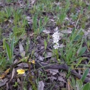 Diuris chryseopsis at Hughes, ACT - 27 Sep 2020