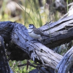 Stizoptera bichenovii (Double-barred Finch) at Holt, ACT - 28 Sep 2020 by Alison Milton