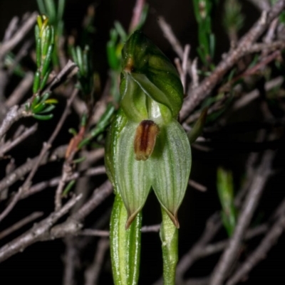 Bunochilus umbrinus (ACT) = Pterostylis umbrina (NSW) (Broad-sepaled Leafy Greenhood) at Tralee, NSW by dan.clark