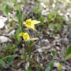 Diuris chryseopsis at Hughes, ACT - 24 Sep 2020