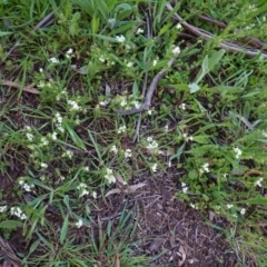 Asperula conferta at Hughes, ACT - 27 Sep 2020