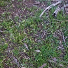 Asperula conferta at Hughes, ACT - 27 Sep 2020