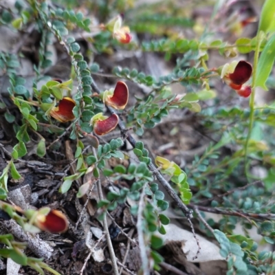 Bossiaea buxifolia (Matted Bossiaea) at Hughes, ACT - 27 Sep 2020 by JackyF