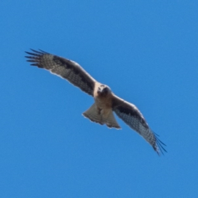 Hieraaetus morphnoides (Little Eagle) at Stromlo, ACT - 28 Sep 2020 by patrickcox