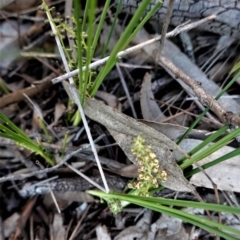 Lomandra filiformis (Wattle Mat-rush) at Hughes, ACT - 27 Sep 2020 by JackyF