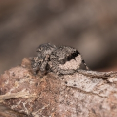 Maratus vespertilio (Bat-like peacock spider) at Melba, ACT - 29 Sep 2020 by kasiaaus