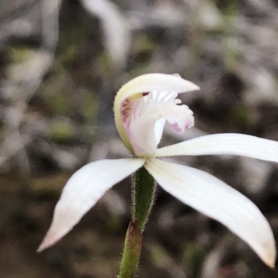 Caladenia ustulata (Brown Caps) at Sutton, NSW - 27 Sep 2020 by Whirlwind