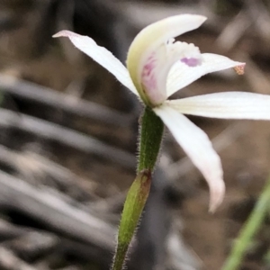 Caladenia ustulata at Sutton, NSW - 27 Sep 2020