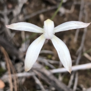Caladenia ustulata at Sutton, NSW - 27 Sep 2020