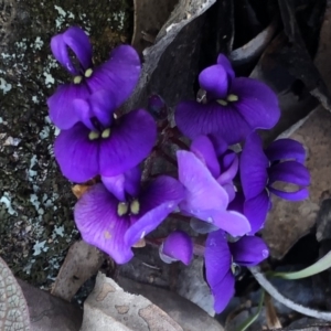 Hardenbergia violacea at Sutton, NSW - 13 Aug 2020