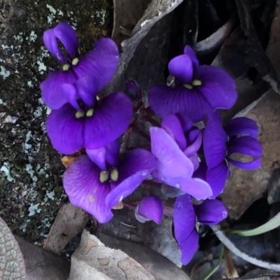 Hardenbergia violacea (False Sarsaparilla) at Sutton, NSW - 13 Aug 2020 by Whirlwind