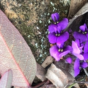 Hardenbergia violacea at Sutton, NSW - 13 Aug 2020