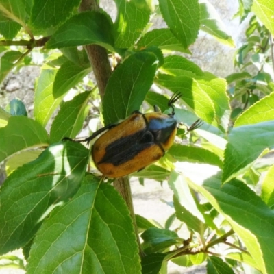 Chondropyga dorsalis (Cowboy beetle) at Theodore, ACT - 13 Jan 2019 by Owen