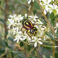 Eupoecila australasiae (Fiddler Beetle) at Theodore, ACT - 7 Jan 2018 by owenh