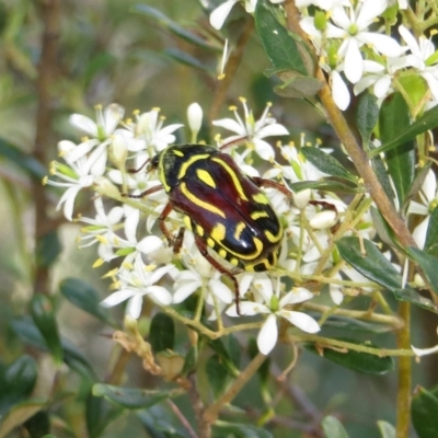 Eupoecila australasiae (Fiddler Beetle) at Theodore, ACT - 6 Jan 2018 by Owen