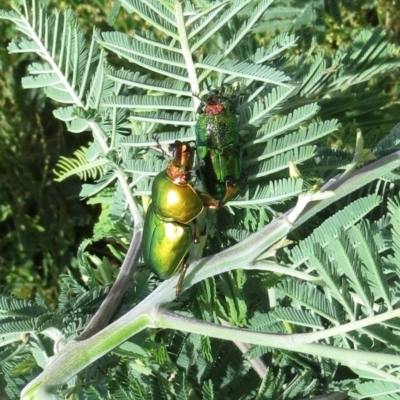 Lamprima aurata (Golden stag beetle) at Theodore, ACT - 1 Dec 2017 by Owen