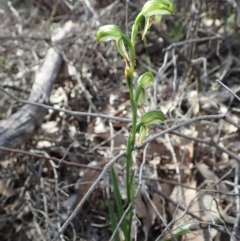 Bunochilus montanus (Montane Leafy Greenhood) at Denman Prospect, ACT - 29 Sep 2020 by CathB