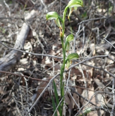 Bunochilus montanus (ACT) = Pterostylis jonesii (NSW) (Montane Leafy Greenhood) at Denman Prospect, ACT - 29 Sep 2020 by CathB