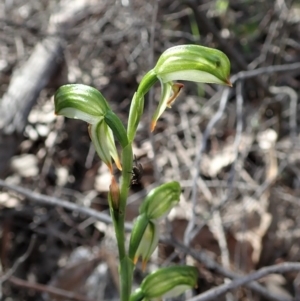 Bunochilus montanus at Denman Prospect, ACT - 29 Sep 2020