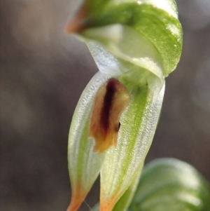 Bunochilus montanus at Denman Prospect, ACT - 29 Sep 2020