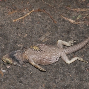 Pogona barbata at Acton, ACT - suppressed