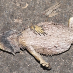 Pogona barbata at Acton, ACT - suppressed