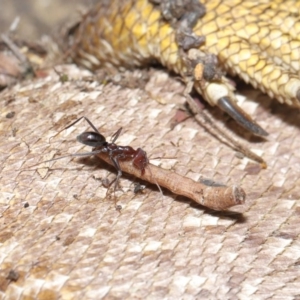 Iridomyrmex purpureus at Acton, ACT - 30 Sep 2020