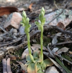 Hymenochilus cycnocephalus (Swan greenhood) at Denman Prospect, ACT - 29 Sep 2020 by CathB