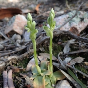 Hymenochilus cycnocephalus at Denman Prospect, ACT - suppressed