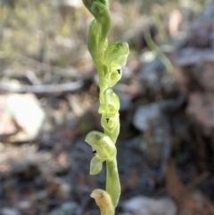 Hymenochilus cycnocephalus at Denman Prospect, ACT - suppressed