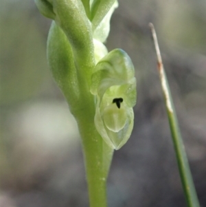 Hymenochilus cycnocephalus at Denman Prospect, ACT - suppressed