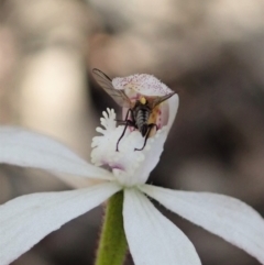 Caladenia ustulata (Brown Caps) at Denman Prospect, ACT - 29 Sep 2020 by CathB