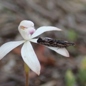 Strepsicrates sphenophora at Denman Prospect, ACT - 29 Sep 2020